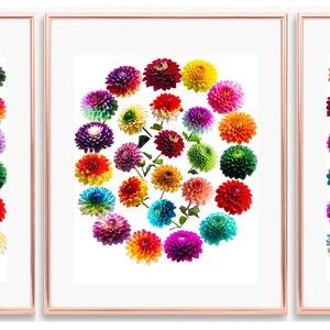 Print Art DAHLIA FLOWERS 28 Colors Gift For MOM Birthday Set of 3 Unframed